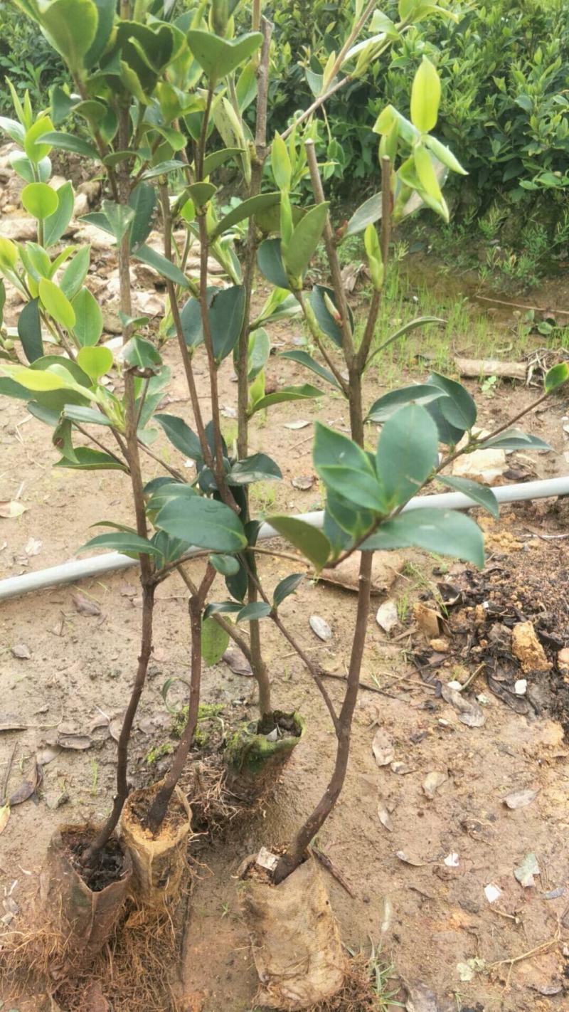 【荐】油茶苗广西油茶苗岑软2号岑软3号嫁接苗基地直发热卖