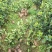 【荐】油茶苗广西油茶苗岑软2号岑软3号嫁接苗基地直发热卖