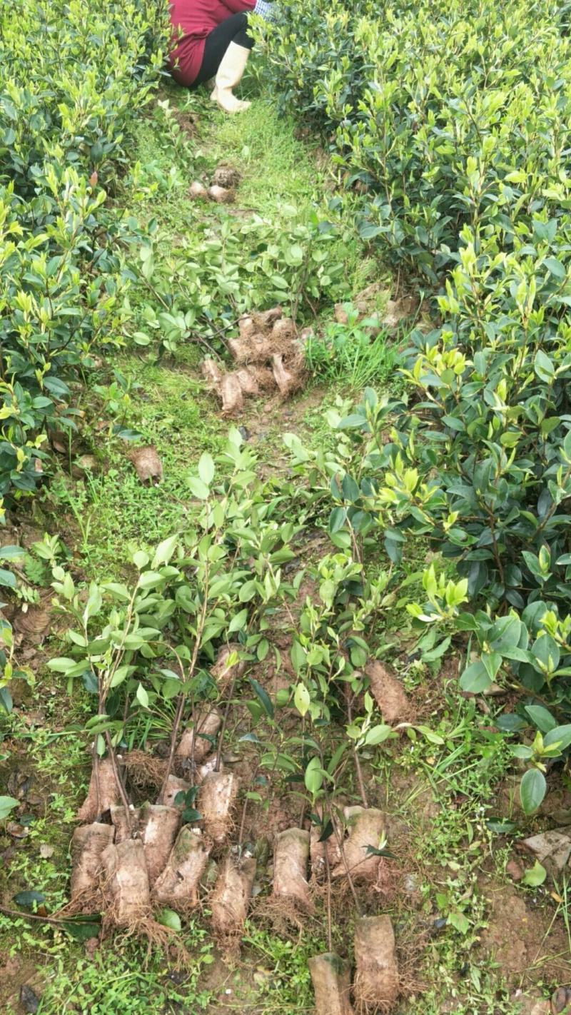 【荐】油茶苗广西油茶苗岑软2号岑软3号嫁接苗基地直发热卖
