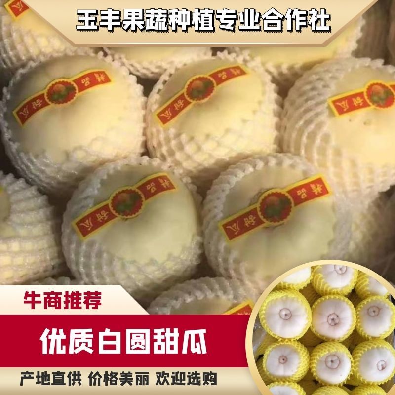 【星甜20甜瓜】山东甜瓜口感脆甜供应各大超市及批发市场