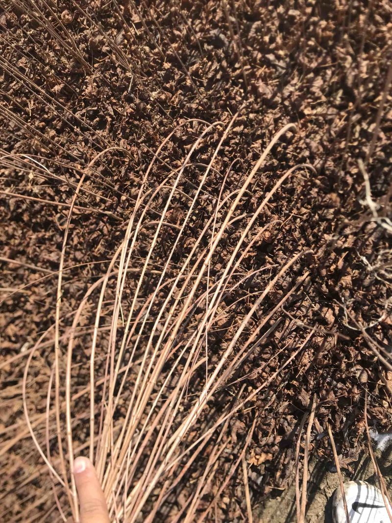 三角枫茶条槭三角枫小苗三角枫大堆丛生