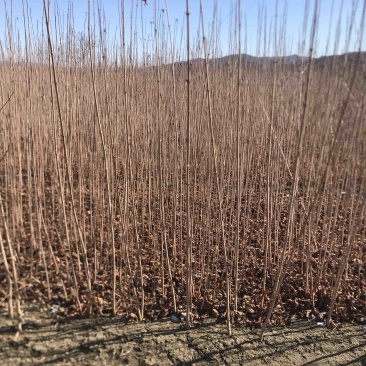 三角枫茶条槭三角枫小苗三角枫大堆丛生