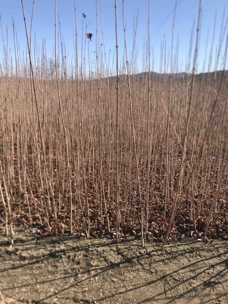三角枫茶条槭三角枫小苗三角枫大堆丛生