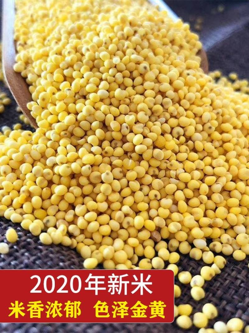 22年红黍子大黄米粘米批发包粽子粘豆包糯黄米汤圆