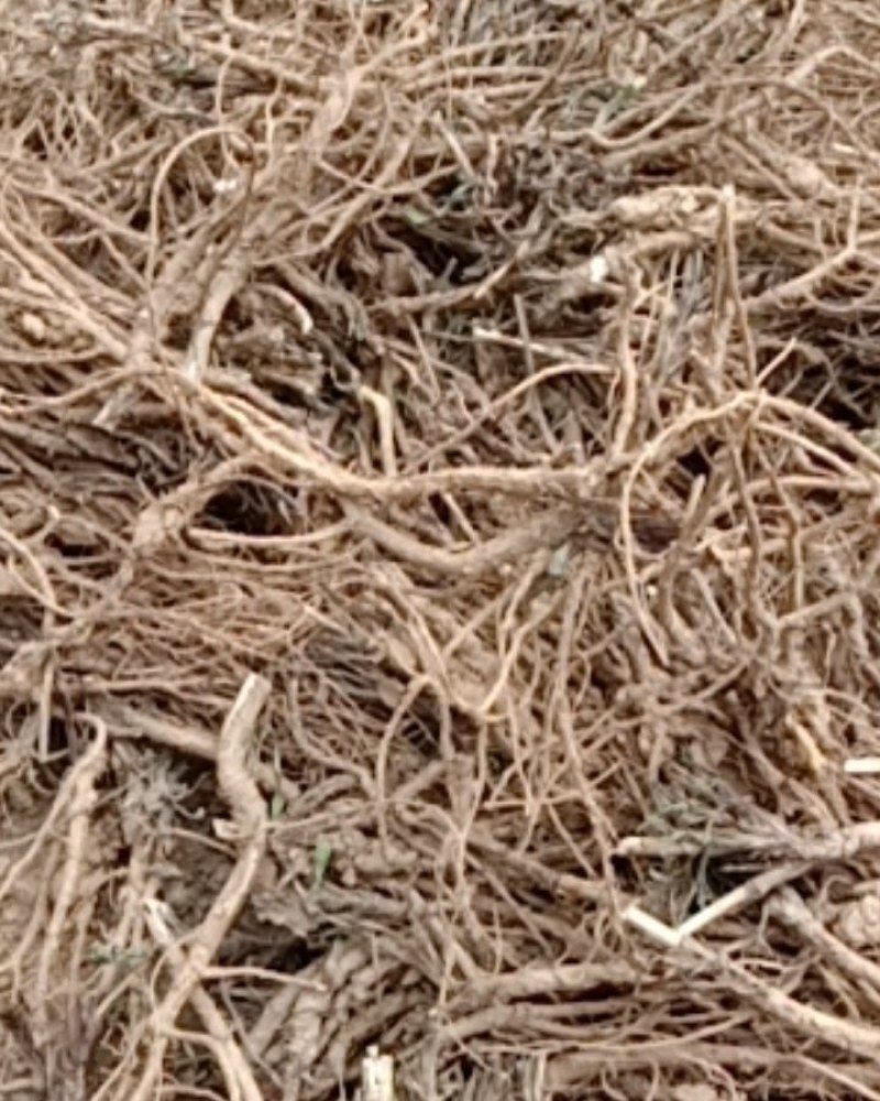 甘肃家种柴胡，无头柴胡，短头柴胡，产地直销，量大