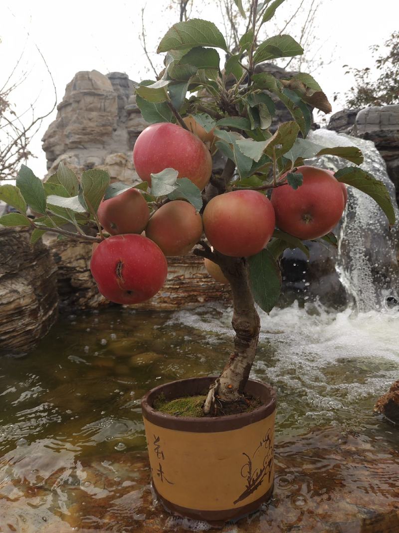 山东苹果树盆景培育基地，一手货源，批发零售，全国发货