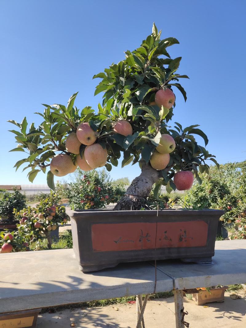 山东省临沂市罗庄区苹果盆景培育基地，一手货源！免费技术指