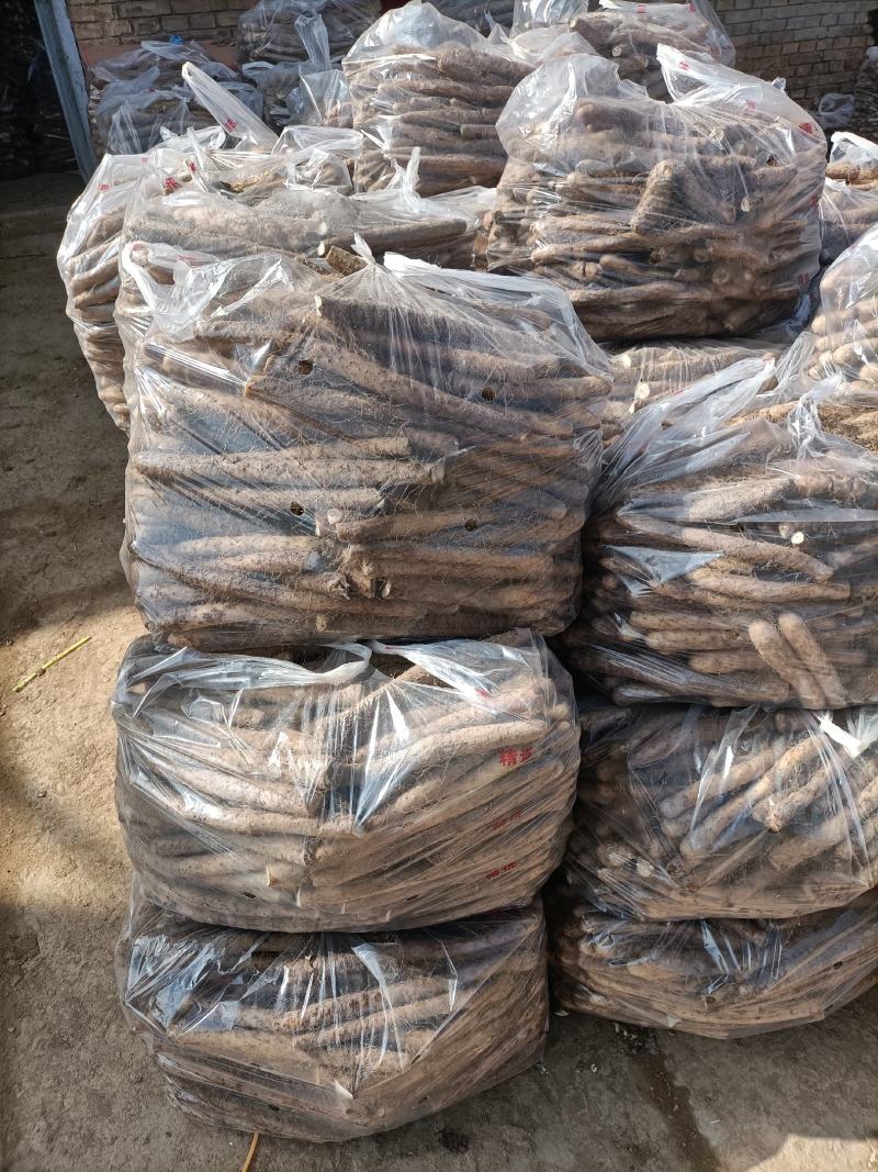 麻山药。精品小白头。大量上市。
