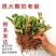 15.8包邮耐寒15年老桩无尽夏绣球花苗盆栽八仙花大花卉