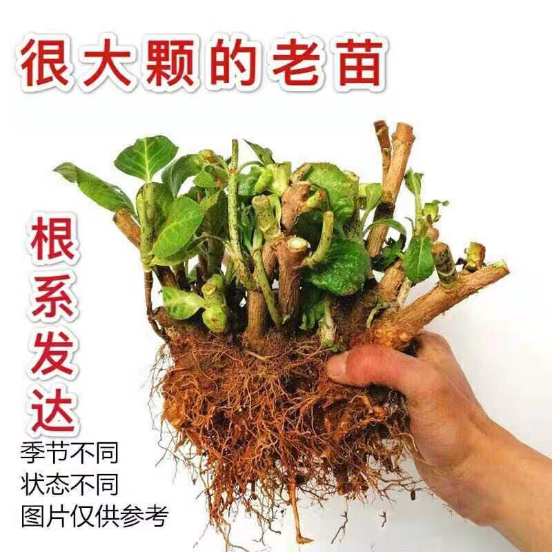 15.8包邮耐寒15年老桩无尽夏绣球花苗盆栽八仙花大花卉