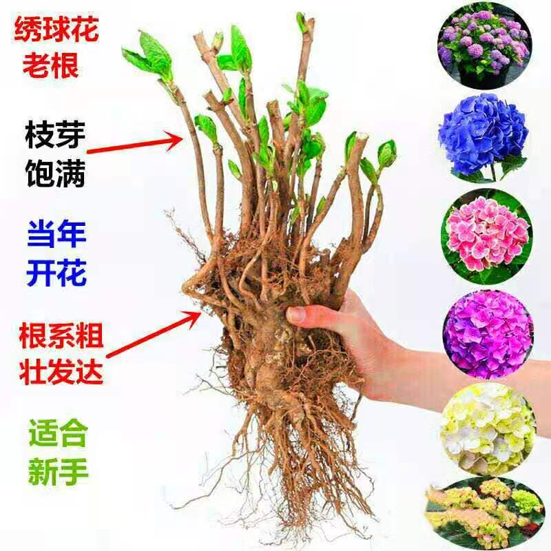 15.8包邮耐寒15年老桩无尽夏绣球花苗盆栽八仙花大花卉