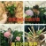 15.8包邮耐寒15年老桩无尽夏绣球花苗盆栽八仙花大花卉
