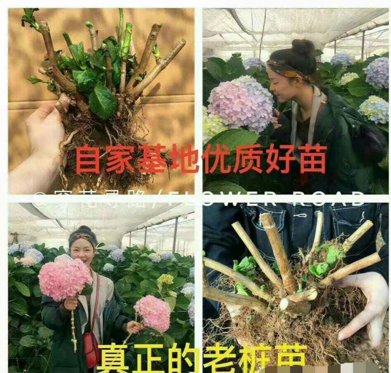 15.8包邮耐寒15年老桩无尽夏绣球花苗盆栽八仙花大花卉