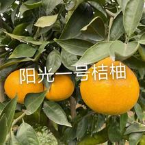 阳光一号桔柚苗嫁接枝条2021新品种阳光1号桔柚树