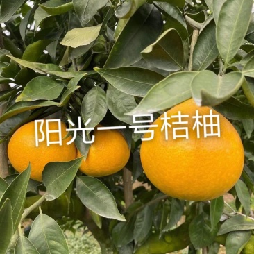 阳光一号桔柚苗嫁接枝条2021新品种阳光1号桔柚树