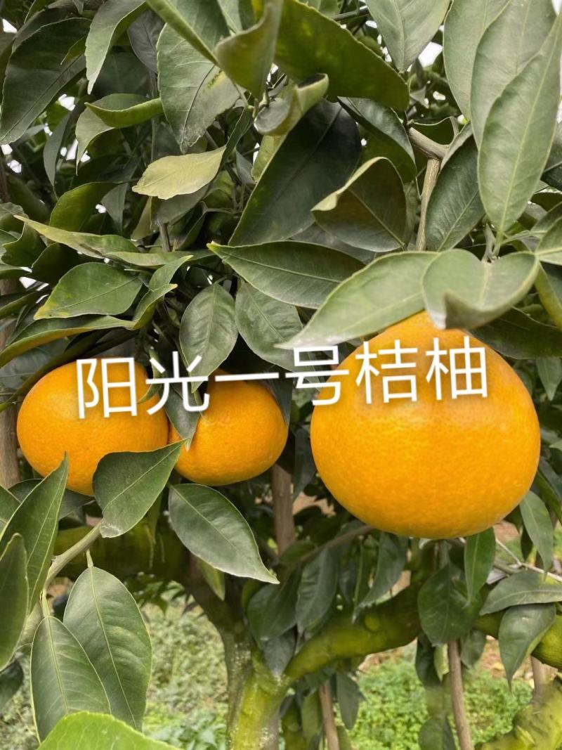 阳光一号桔柚苗嫁接枝条2021新品种阳光1号桔柚树