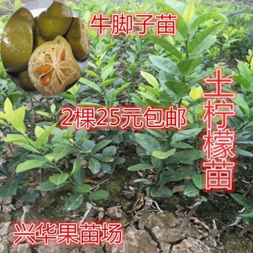柠檬树苗嫁接苗本地土柠檬苗牛脚子苗