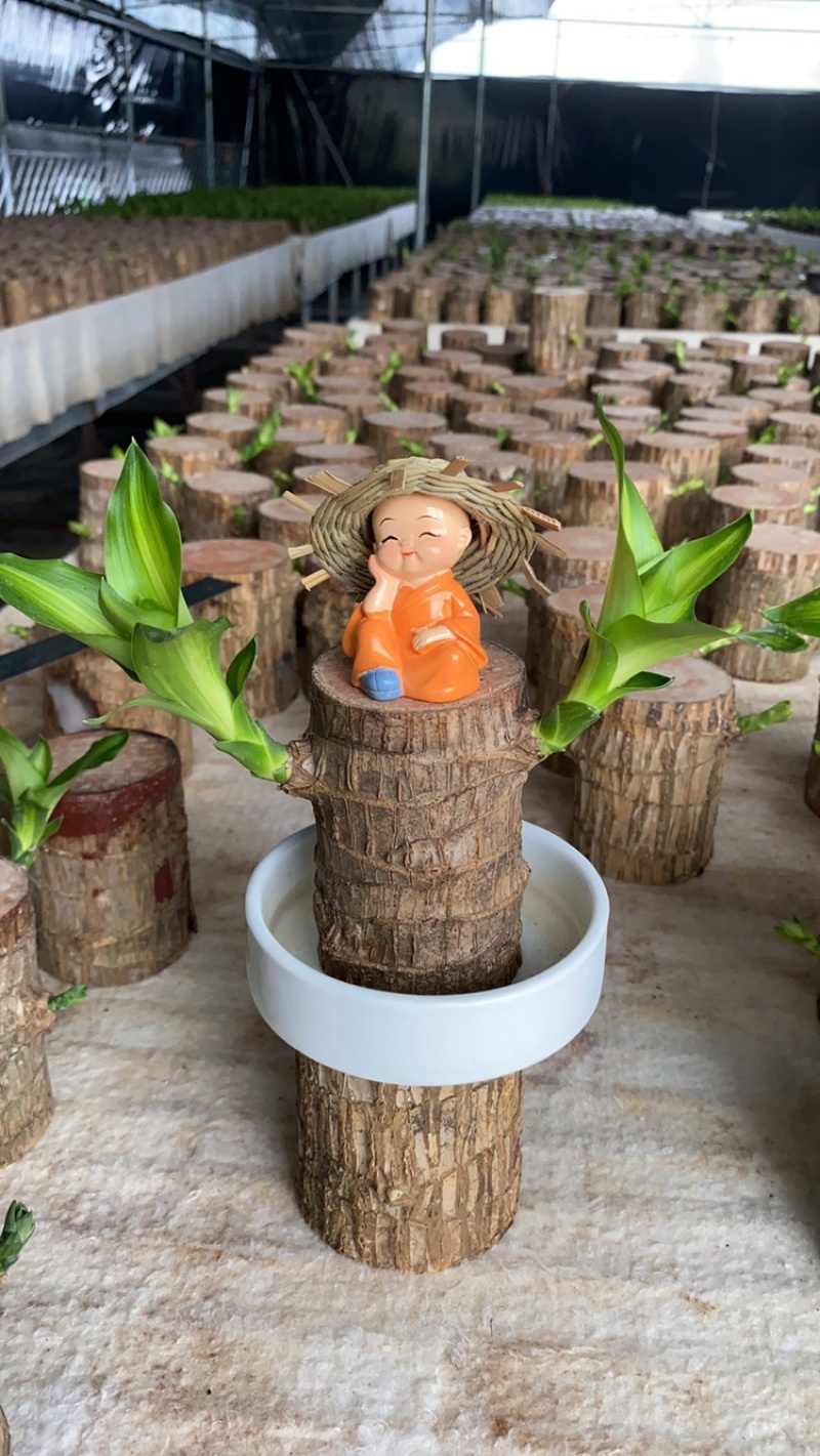 巴西木格鲁特幸运木办公室内水培植物迷你盆栽花卉