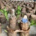 巴西木格鲁特幸运木办公室内水培植物迷你盆栽花卉