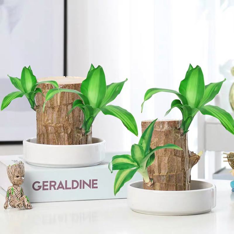 巴西木格鲁特幸运木办公室内水培植物迷你盆栽花卉