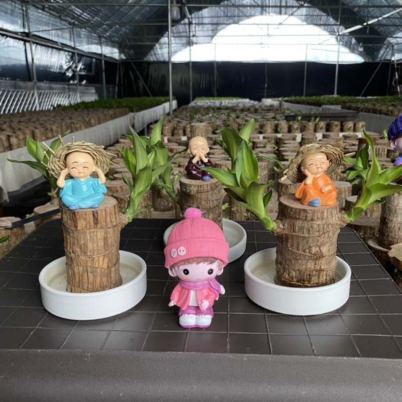 巴西木格鲁特幸运木办公室内水培植物迷你盆栽花卉