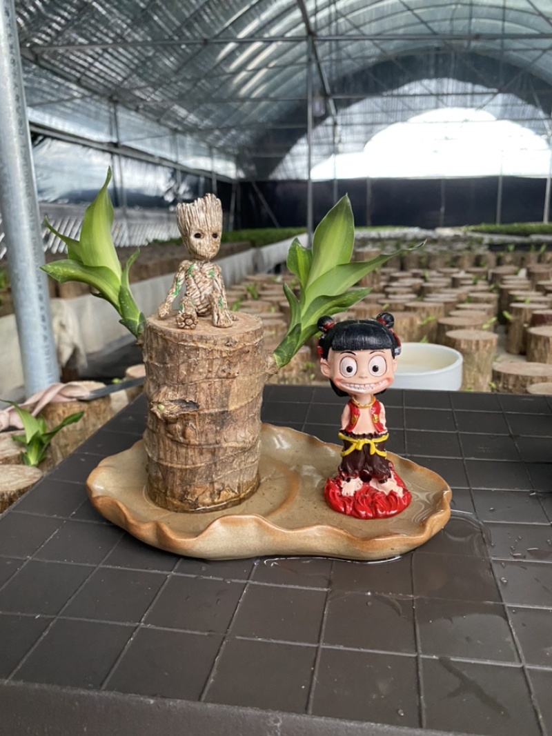 巴西木格鲁特幸运木办公室内水培植物迷你盆栽花卉