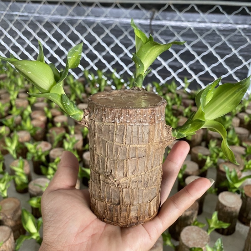 巴西木格鲁特幸运木办公室内水培植物迷你盆栽花卉
