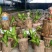 巴西木格鲁特幸运木办公室内水培植物迷你盆栽花卉