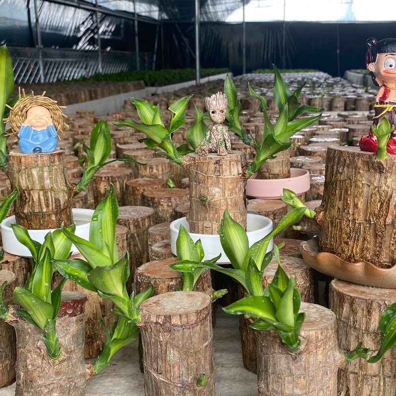 巴西木格鲁特幸运木办公室内水培植物迷你盆栽花卉