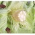 玉米笋迷你小玉米水果玉米无农药现摘新鲜蔬菜包邮发货。