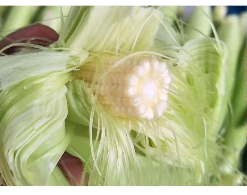 玉米笋迷你小玉米水果玉米无农药现摘新鲜蔬菜包邮发货。