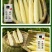 玉米笋迷你小玉米水果玉米无农药现摘新鲜蔬菜包邮发货。