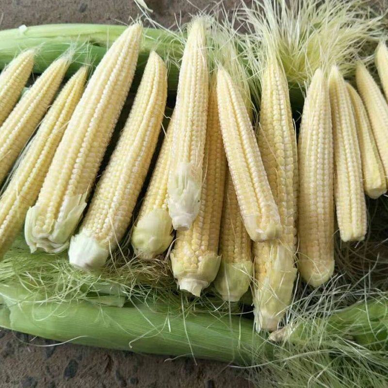 玉米笋迷你小玉米水果玉米无农药现摘新鲜蔬菜包邮发货。