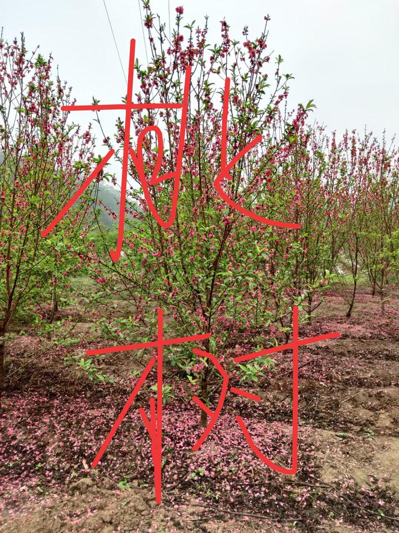 碧桃福建省漳州市供应绿化庭院设计，桃树大小规格袋苗
