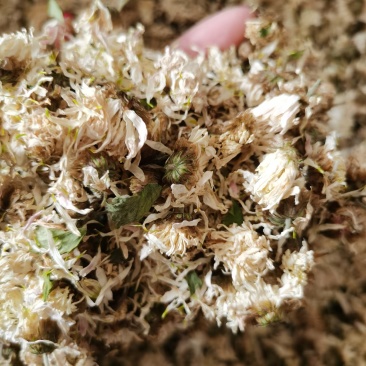 祁菊大货，无硫磺，颜色好，包检，需要的客户欢迎咨询问价。