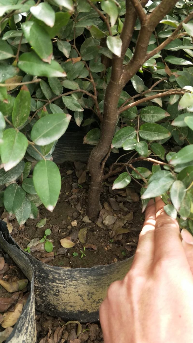 沙巴树葡萄，嘉宝果小苗