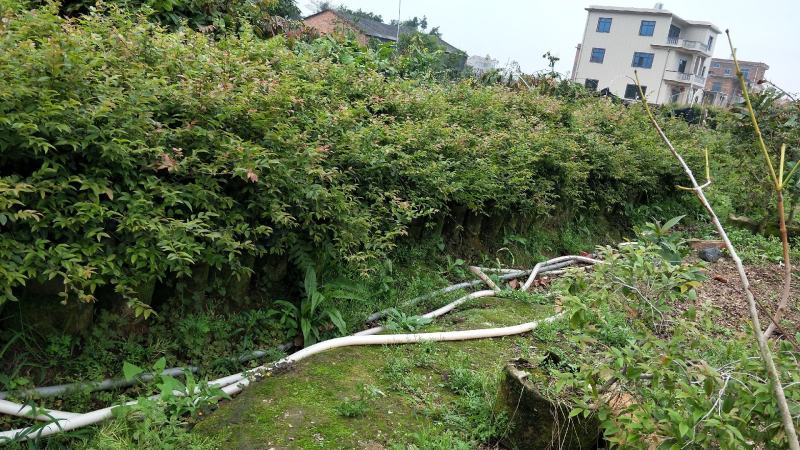 沙巴树葡萄，嘉宝果小苗