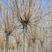 金丝垂柳速生柳13至15公分一级精品树