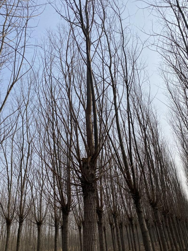 金丝垂柳速生柳13至15公分一级精品树