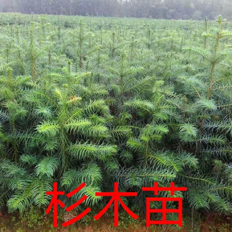 杉苗速生杉木苗100棵广西糠杉二代杉树苗刺杉正杉
