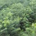 杉苗速生杉木苗100棵广西糠杉二代杉树苗刺杉正杉