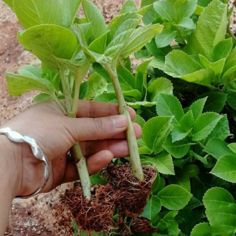 绣球花基地种苗绣球花