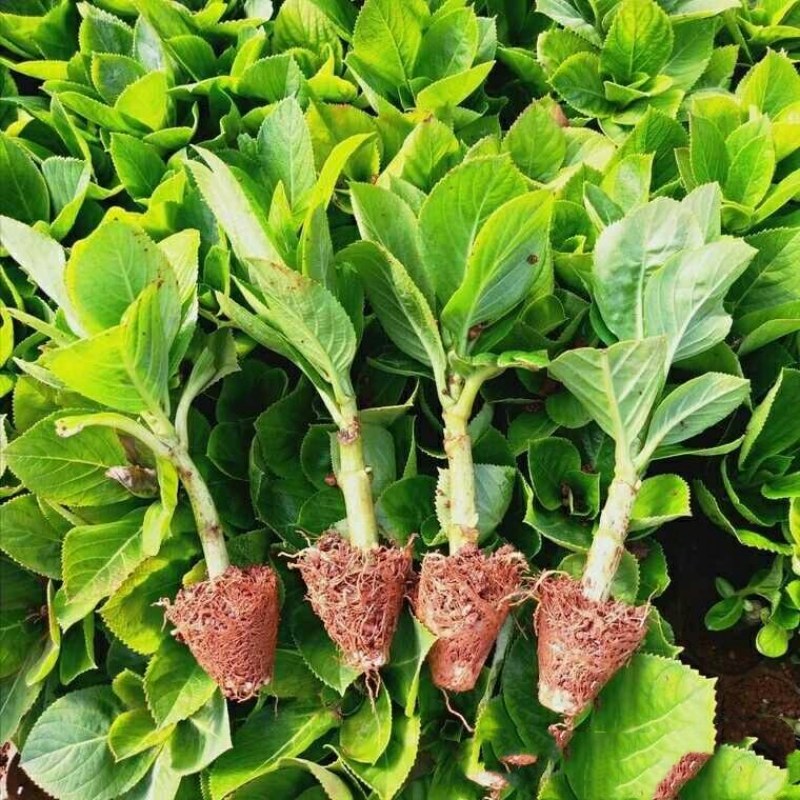 绣球花基地种苗绣球花