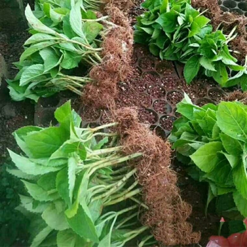 绣球花基地种苗绣球花