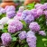 绣球花基地种苗绣球花