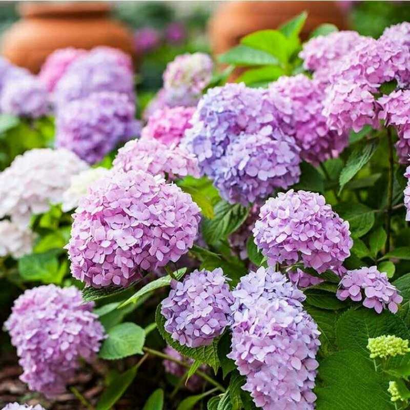 绣球花基地种苗绣球花