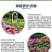绣球花基地种苗绣球花
