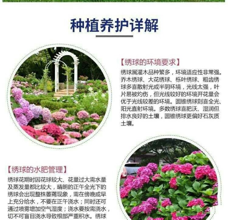 绣球花基地种苗绣球花