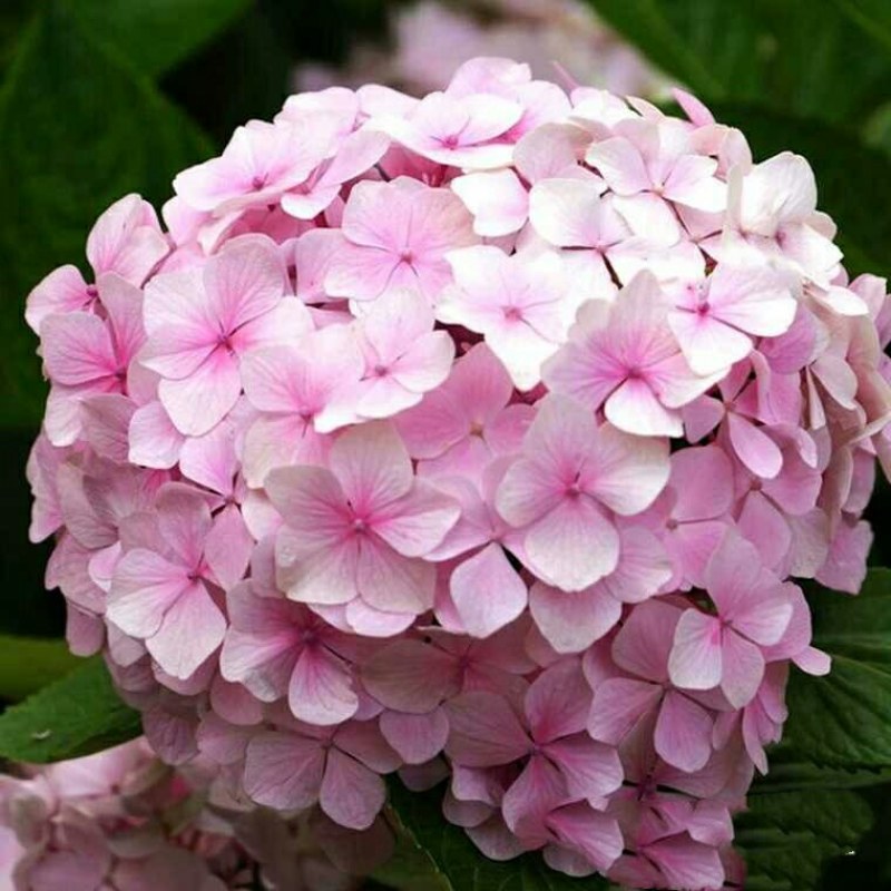 绣球花基地种苗绣球花