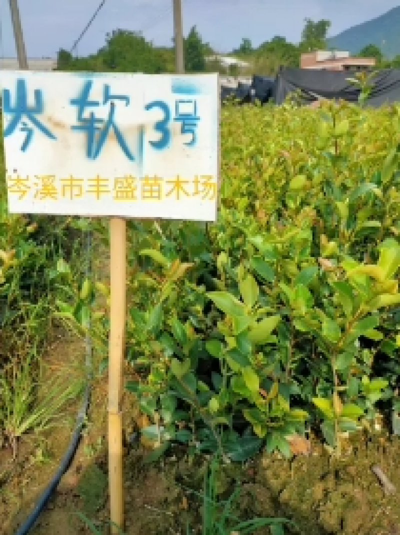 【荐】油茶苗广西油茶苗岑软2号岑软3号嫁接苗基地直发热卖